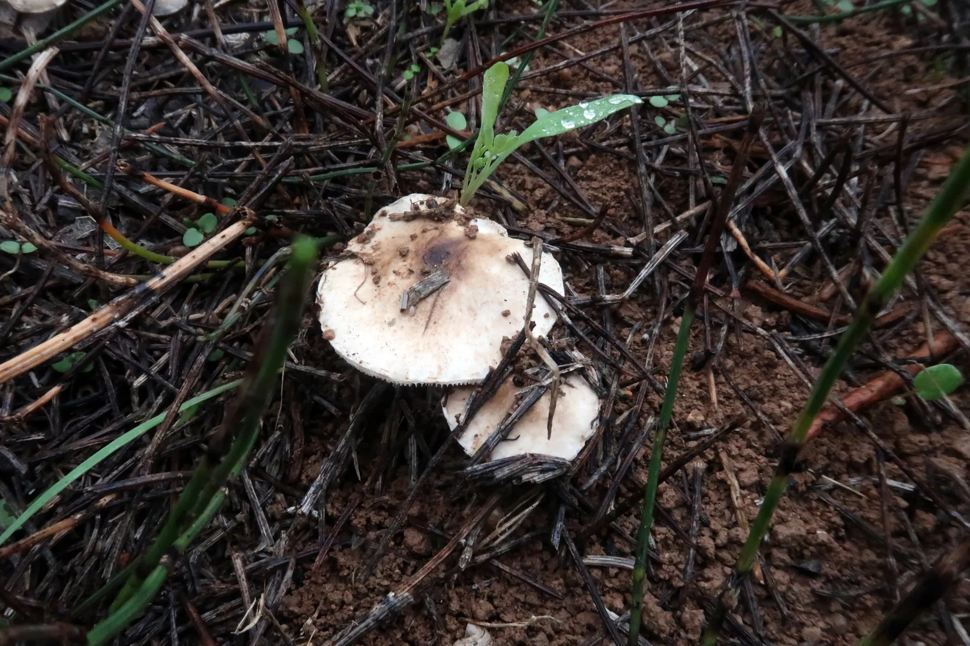 Lepiota brunneoincarnata - 1 - IMG_4163